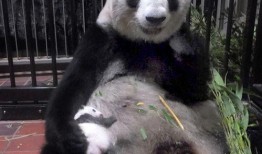 王小小爆料熊猫视频,熊猫萌态视频引网友热议