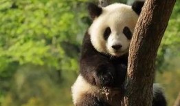 王小小爆料熊猫视频,熊猫萌态视频引网友热议