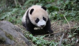 王小小爆料熊猫视频,熊猫萌态视频引网友热议